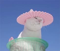 Post Anything From Anywhere Customize Everything And Find And Follow What You Love Create Your Own Tumblr Blog Today Cat Gif Crazy Cats Pets