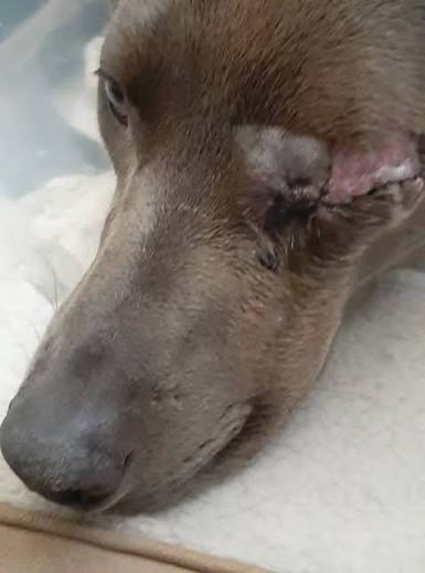 Injured dog with bleeding ear won't come close