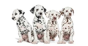 Inspire a love of reading with amazon book box for kids. Can Dalmatians Have Brown Spots Humbledogs