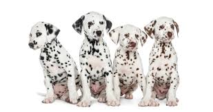 Lemon spotted dal's are quite hard to find so no low ball offers please. Can Dalmatians Have Brown Spots Humbledogs