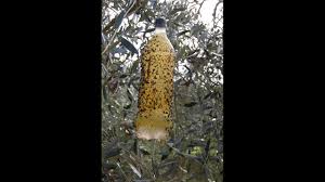 Trappole Per Mosce Del Olivo E Altre Klebefalle Sticky Fruit Do It Yo Youtube