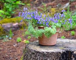 What to do with tree stumps in garden. 10 Tree Stump Ideas For The Garden The Backyard Baron