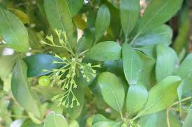 Image result for Pavetta revoluta