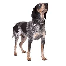 Look like the lab.black with a little white on chest father is black lab/mother is a bluetick coonhound. Bluetick Coonhound Facts Wisdom Panel Dog Breeds