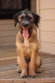 Black And Brown Terrier Mix Pin By Jennifer Lauren On Cuteness Scruffy Dogs Mutt Dog Dogs
