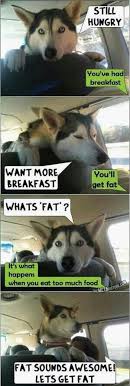 My dog has a puppy sleepover part 1. Pin On Humor