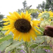 Mal btm hadirkan kebun bunga matahari lewat bogor sky garden. Melihat Keindahan Bunga Matahari Di Ujung Menteng
