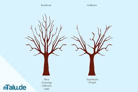 Wenn der baum unbelaubt ist, kannst du viel einfacher den überblick in der krone behalten und dich flexibler von ast zu ast bewegen. Obstbaume Schneiden So Gelingt Der Obstbaumschnitt Talu De