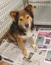 You can contact our website if you want to buy the best puppies for sale online. Adopt Jasper On Petfinder Dog Adoption Animal Rescue Dogs And Puppies