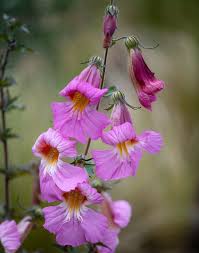 Image result for Scleria rehmannii