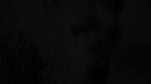 @PtDefianceZoo's video Tweet