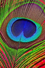 Nature Artistry Peacock Art Art Peacock Feather Support us by sharing the content, upvoting wallpapers on the page or sending your own.