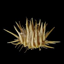 Image result for Cenchrus biflorus