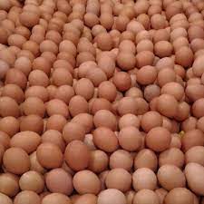 Maybe you would like to learn more about one of these? Wijaya Telur Ayam Negeri Curah Terbaru Agustus 2021 Harga Murah Kualitas Terjamin Blibli