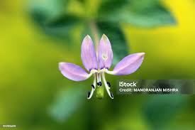 Image result for Cleome rutidosperma