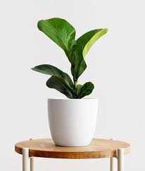 We did not find results for: 35 Best Indoor Plants For Apartments Best Houseplants For Apartment Dwellers