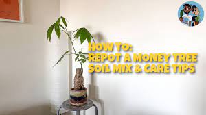Repotting a money tree bonsai. How To Repot A Money Tree Youtube
