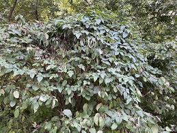 Image result for Vitaceae