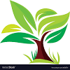 Plant in any well drained soil in sun. 1