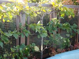 These varieties pollenize each other, giving you a self fruitful tree. The Perfect Rooftop Fruit Battery Rooftop Garden Blog