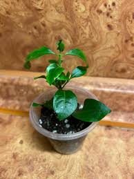 Image result for Pavetta gracilifolia
