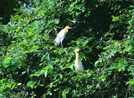 National Parks And Wildlife Sanctuaries In Himachal Pradesh Shimla, ladakh, sikkim, jammu and kashmir etc beaches: national parks and wildlife sanctuaries