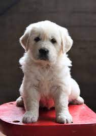 We are offering the best quality golden retriever puppies. Golden Retriever Puppies For Sale Your Puppy Fl