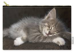 Meowooff offers only elite purebred kittens and puppies. Grey Kitten With White Paws Sleeping Sweetly Carry All Pouch For Sale By Olga Goncharenko