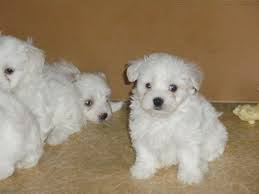 Vand Bichon Maltese Caine De Rasa De Vanzare Bichon Maltese Animals