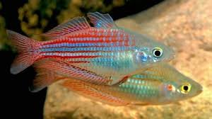 Melanotaenia Utcheenis Peces De Acuario Peces De Agua Dulce Peces Tetra
