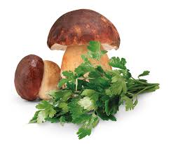 Funghi porcini freschi gr.250 o secchi gr.25, 1 spicchio d'aglio, 1 manciata di prezzemolo, un ramo di rosmarino, 1 cipolla, vino bianco secco, olio d'oliva extravergine, 2 foglie di alloro, sale. Salsa Ai Funghi Porcini Koch Produzione Prodotti Freschi Surgelati