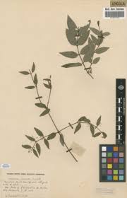 Image result for Secamone dewevrei