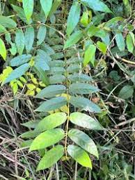 Image result for Keetia gueinzii