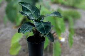 Little prince is an extremely dwarf banana, selected for its compact size and thick foliage. Musa Little Prince Planthaven International
