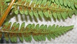 Image result for Cyathea capensis