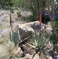 Image result for Aloe pienaarii