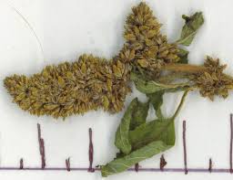 Image result for Amaranthus deflexus