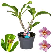 Several countries and states consider jasmine as a national symbol. Plumeria Is A Wonderfully Fragrant Houseplant Florastore