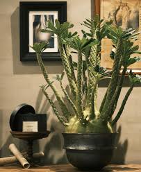 Image result for Dorstenia buchananii