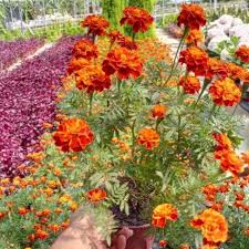 Ada sekitar 56 spesies marigold yang ditemukan di dunia. Anak Pokok Bunga Marigold Dah Berbunga Fresh Flowers Marigold Potted Plants Pokok Hiasan Cantik Pokok Hidup 2 Tone Color Shopee Malaysia