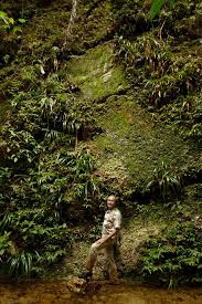 Image result for Xyris parvula