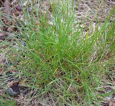 Image result for Festuca