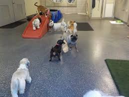 Learn more about best friends pet care here. Indoor Play Areas Best Friends Pet Care Lake Buena Vista Fl Best Friends Pets Pet Hotel Disney Best Friends