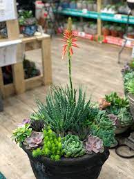Check spelling or type a new query. Aloe X Humilis Andhogp Spineless Hedgehog Plants Nouveau