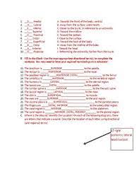 Where S The Wound Directional Anatomy Physiology Terms Worksheet