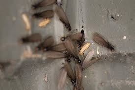 Get great deals on ebay! Home Pest Control In Sarasota Keller S Pest Control