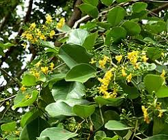Image result for Pterocarpus rotundifolius