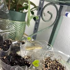 Image result for Dioscorea schimperiana