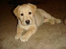 Labrador retrievers are the most popular breed in the united states and the united kingdom. Labrador Retriever Puppies For Sale