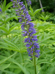 Image result for Viscum shirense